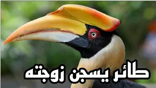 طائر البوقير لماذا يحبس زوجته في سجن من الطين هل هذا الطائر عبقري أم مجنون 