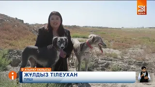 Елімізде алғаш рет қазақы тазы күні аталып өтіп жатыр