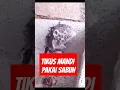 Download Lagu TIKUS MANDI PAKAI SABUN #short #shorts #youtubeshorts