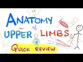 Download Lagu Anatomy of the upper limbs (extremities) - Brachial Plexus - Quick Review