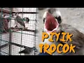 Download Lagu Suara panggilan burung trucuk anakan ribot minta makan ampuh untuk pikat
