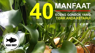 Download Inilah 40 Manfaat Eceng Gondok yang Tidak Anda Ketahui | IKAN IMUT MP3