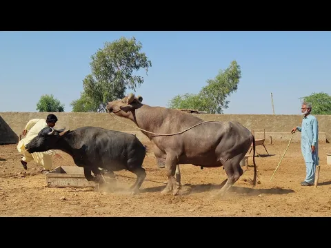 Download MP3 How to Breed Kundhi Buffalo Breed| Complete Process \u0026 Tips | Documentary