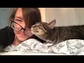 The Top 7 Most Affectionate Cat Breeds
