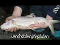 Download Lagu ปลาถ้ำตัวใหญ่ที่สุดในโลก และ สาเหตุสำคัญที่ทำให้ปลาตาบอด