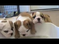 Baby English Bulldog Puppies