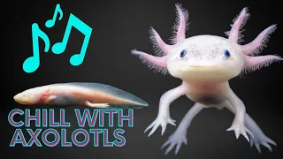Axolotl Lofi - Stress Relief