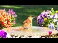 Relaxing Bird Bath 😻 Splashing Birds  Fountain Water Sounds Uninterrupted CatTV @LensMyth