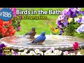 Download Lagu Relaxing Bird Bath 😻 Splashing Birds  Fountain Water Sounds Uninterrupted CatTV @LensMyth