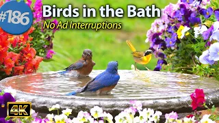 Relaxing Bird Bath Splashing Birds Fountain Water Sounds Uninterrupted CatTV LensMyth