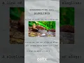 SLUGLINES 101 A Quick Guide