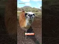 Download Lagu Llama Spit! | Expectations Vs. Reality