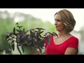 Spectrum News 13 - Promos and IDs
