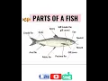 Download Lagu Parts of a fish