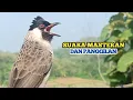 Suara Burung Kutilang Gacor Ampuh Untuk Suara Panggilan, Burung Kutilang Liar Auto NgumpuL