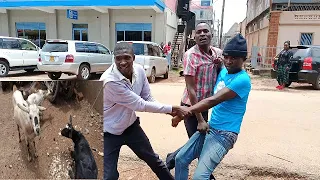 man takes stolen goats to his in laws to buy a woman see what happened 