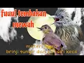 Download Lagu Fuuul 🔥🔥 tembakan mewah brinji tungir siri siri kecil