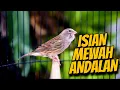 Download Lagu KALITAN CENGKOK ISIAN PREMIUM - Masteran Kenari Isian Blackthroat GACOR DURASI PANJANG