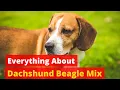 Everything About Dachshund Beagle Mix Should you Get One for your Family