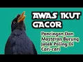 Download Lagu Tembakan PANAS Jalak Kebo Full Isian MEWAH-Masteran Jalak Kebo Gacor !
