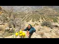 Download Lagu 🍊⛰️ Picking Bitter Oranges by Soghra in the Rugged Zagros Mountains 🌿🧺