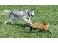 Download Lagu Fox And Hound Are Best Of Friends