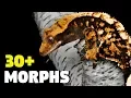 CRESTED GECKO MORPHS - A Comprehensive Guide to Crested Gecko Base Morphs