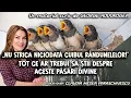 Lagu ,,Nu strica niciodată cuibul rândunelelor!” * Ce ar trebui să știi despre aceste păsări divine