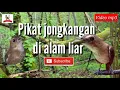 Download Lagu Ampuhh..??! Audio jongkangan nyuling untuk pikat dan pancingan