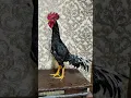 Download Lagu Dakan Xorozlar Shalpang Zot #dakan #xoroz #jangi #video #rooster #2024