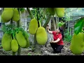 How To Harvest Jackfruit, Sell It At The Market And Cook Dishes At Home | Tieu Vy Free Bushcraft