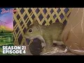 Bob Ross - Serenity Season 21 Episode 4