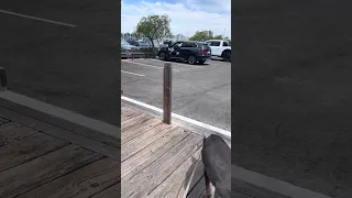 #Fyp #dream #doberman #pets #vlog