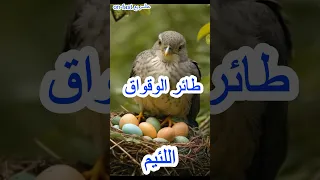 طائر الوقواق                         دندنها