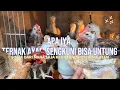 Lagu KEUNTUNGAN TERNAK AYAM SENGKUNI 1