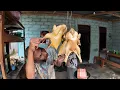 SUWIRAN AYAM KAMPUNG, BAKSO AYAM, KALDU AYAM TANPA SAPI SAMA SEKALI SEJAK 1971 // BAKSO PAK KINO