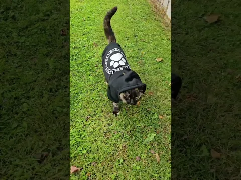 K.O-Kitty