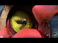 How to make Monster Eyes