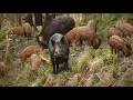 Download Lagu suara babi hutan pikat suara rombongan cocok buat pikat pejantan // berburu hama B2