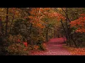 Forest Nature Walk with birds and nature sounds