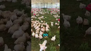 مزارع دجاج متنقلة هذه الفكرة ستفاجئك مشاريع اكسبلور محركات 