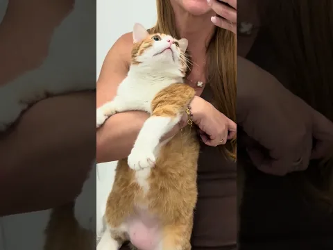 COMEU TODO BISCOITO