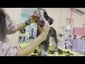Dog Grooming Chest Cowlick Tip w Arisa Thomas