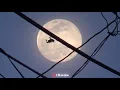 Sylo - Ginny (Official Video)