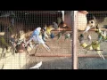 Budgies Parrots ko Sale kis tarha kiya jae aur best way sale ka konsa hai in Urdu/Hindi.