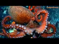 Download Lagu OCTOPUS'S GARDEN ♫ ~ Ringo Starr - live version 2005 - Underwater Footage of Octopus