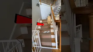 الكلب نسي صاحبه بسبب اللعب       دندنها