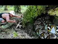 Download Lagu MENEGANGKAN PENAMPAKAN ULAR PYTHON BESAR DI KALIMANTAN TENGAH PENGHUNI KAYU ANGKER..!!!! MP3