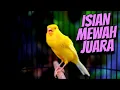 Download Lagu CENGKOK ISIAN MEWAH KENARI JAWARA KESUKAAN JURI - MASTERAN KENARI ISIAN BLACKTHROAT GACOR JERNIH