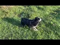 Download Lagu Hike on the Blue Ridge with Remi